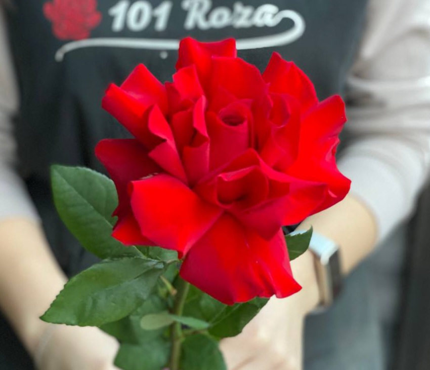 Роза Французская 60 см