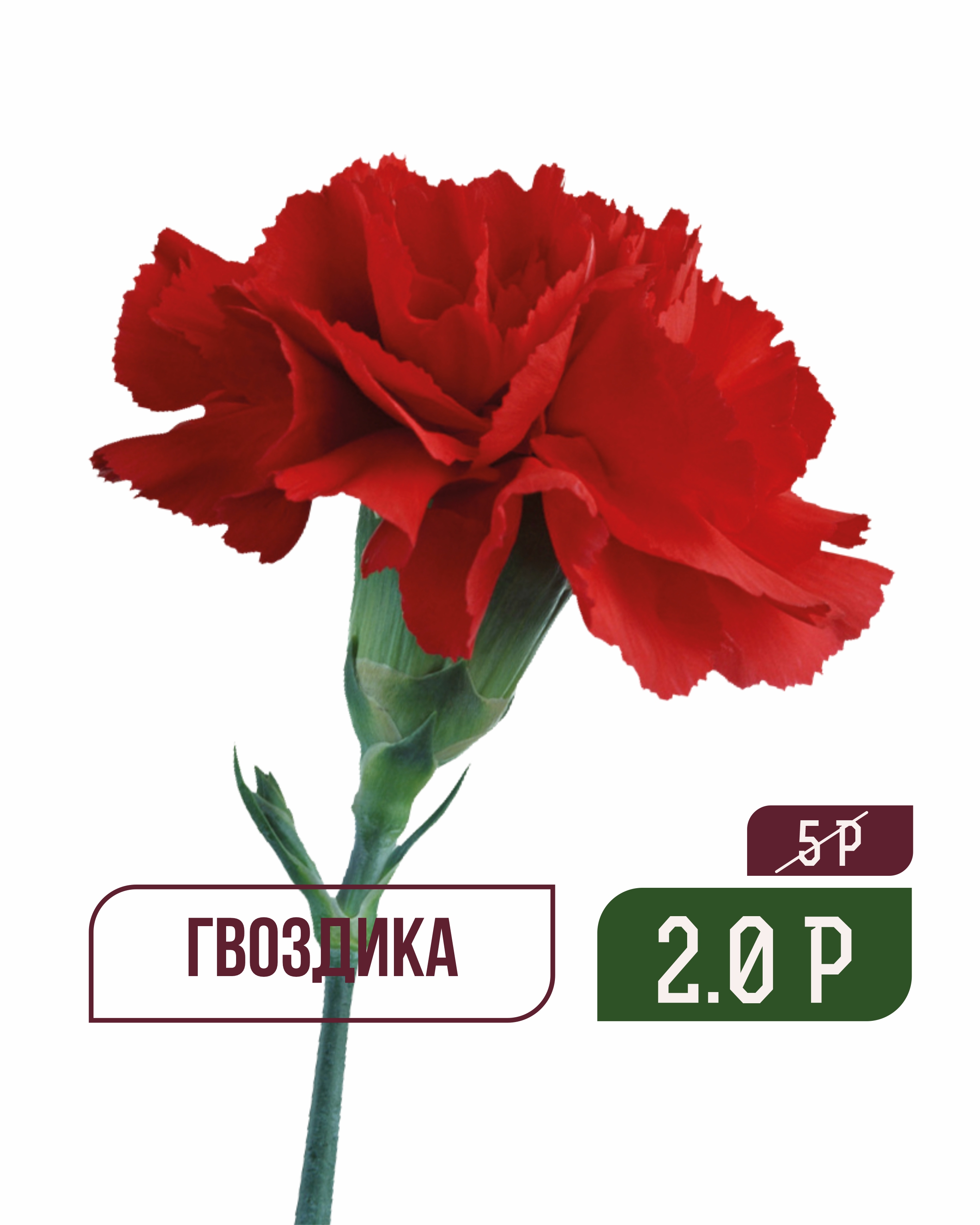 гвоздика 2
